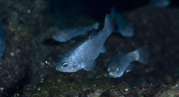 Chế độ ăn của Devils hole pupfish thay đổi quanh năm, thức ăn của chúng là các loài bọ cánh cứng, ốc sên, tảo và động vật giáp xác nước ngọt. Việc tiêu thụ các nguồn thực phẩm khác nhau thay đổi theo mùa, mặc dù các chất dạng hạt vô cơ có tần suất xuất hiện cao trong dạ dày của chúng.