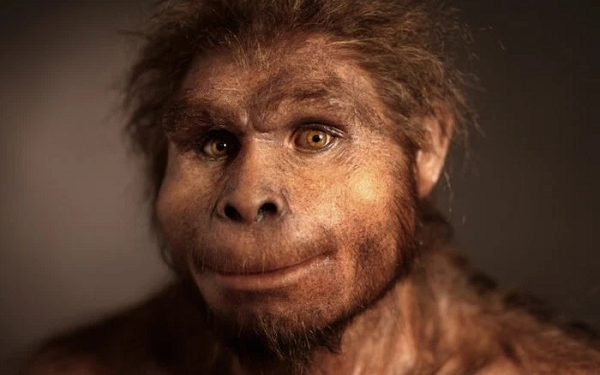 Homo erectus còn được dịch sang tiếng Việt là trực nhân.