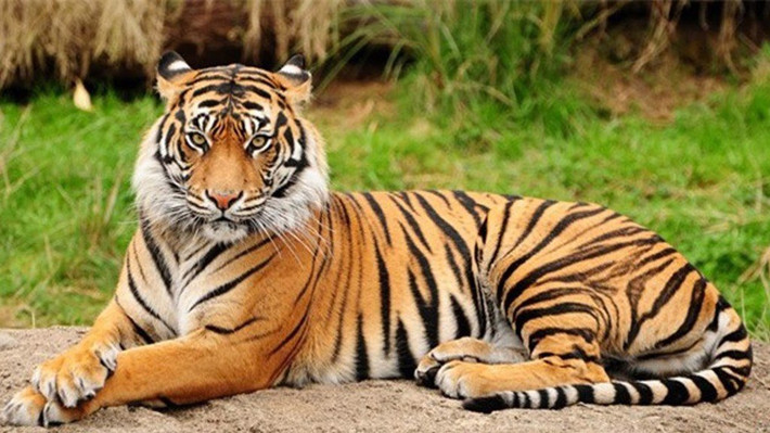 Tuổi Hổ, trung niên phú quý 40 tuổi là trung niên của nhiều người, nhưng lúc này những con hổ mới được mệnh danh là “Hổ rừng”, tuổi Dần là những người thuộc cung xa.