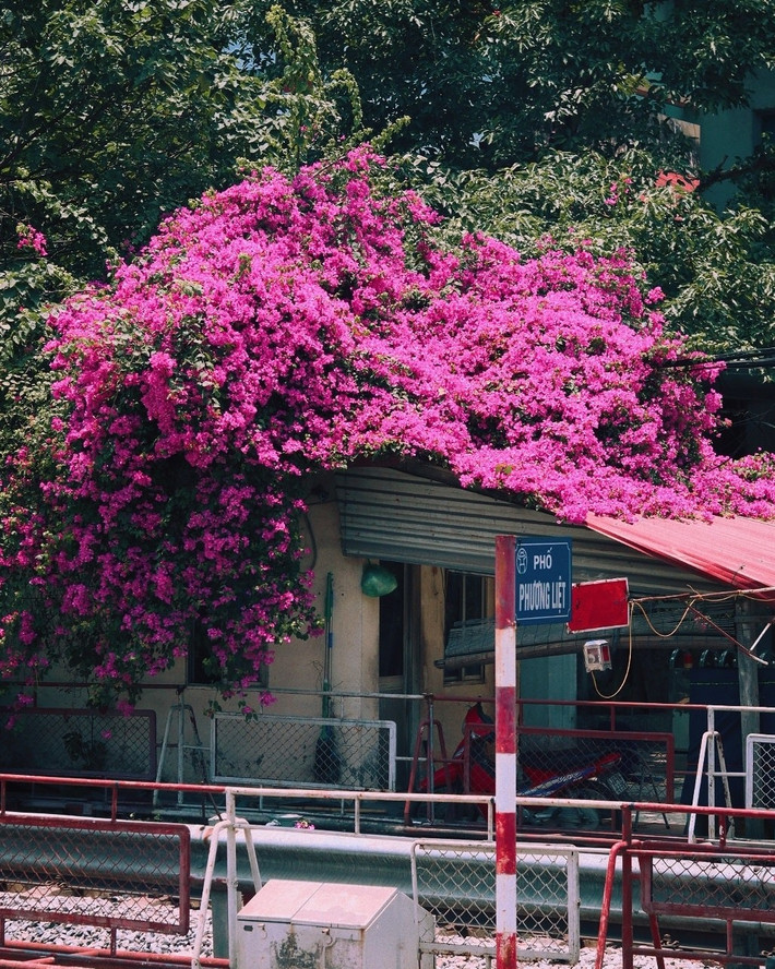 Nhắc đến hoa giấy phải kể ngay đến góc chụp “cực phẩm” đầu đường Phương Liệt, ngã rẽ Tô Hiến Thành giao Bùi Thị Xuân. Hoa giấy bao phủ toàn bộ nóc nhà phủ xuống đường ray, còn ngay gần khu tập thể cũ tạo nên khung cảnh thơ mộng. Ảnh: Lâm