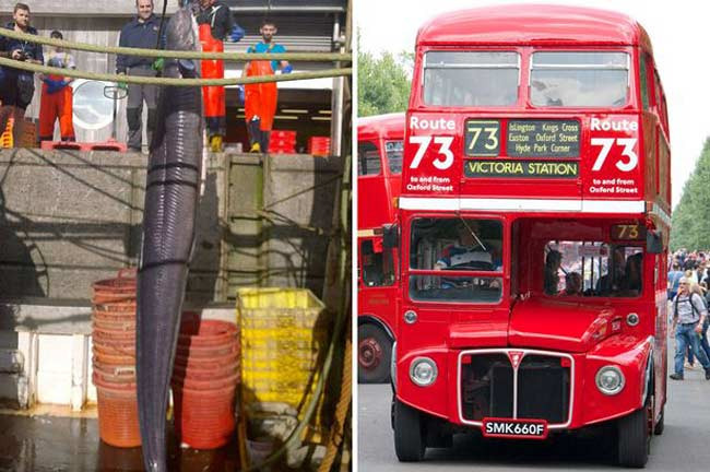 Lươn cao hơn xe bus 2 tầng được ví như “quái vật khổng lồ” mà các ngư dân Anh đã đánh bắt được trên tàu cá mang tên Hy vọng.