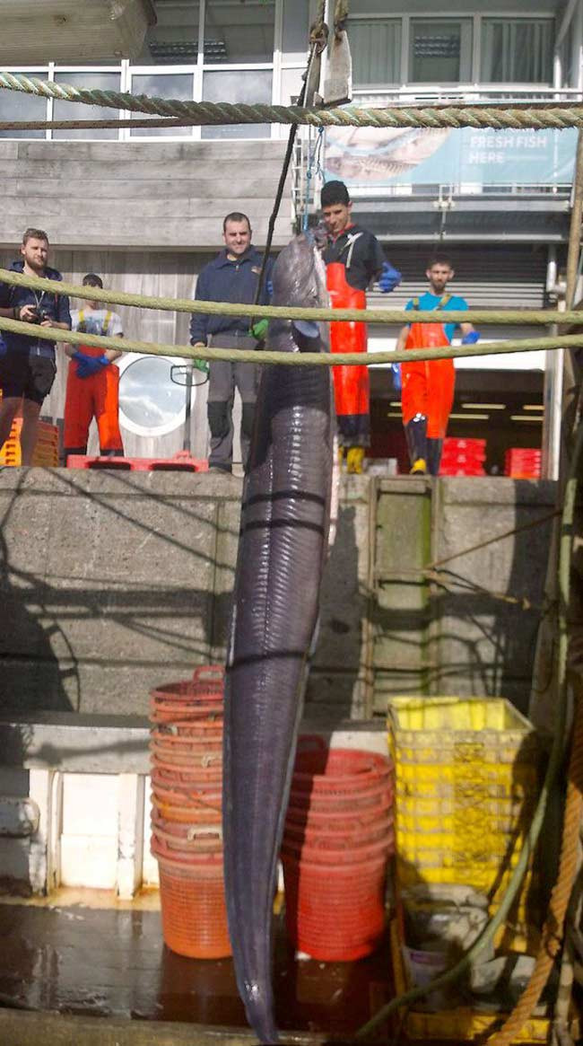Con lươn khổng lồ này nặng tới 59,5 kg. Trước đó, một con lươn khác nặng 72,5 kg (trước khi mổ bụng) cũng đã bị ngư dân Anh tóm gọn vào năm 1995.