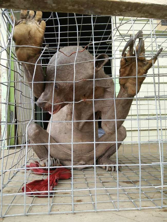 Sinh vật lạ này vốn là một con gấu chó Malaysia bị mắc bệnh. Ban đầu nó xuất hiện trong một video được phát tán trên mạng, gây hoang mang vì hình thù kì quái và được gọi là sinh vật ngoài hành tinh.