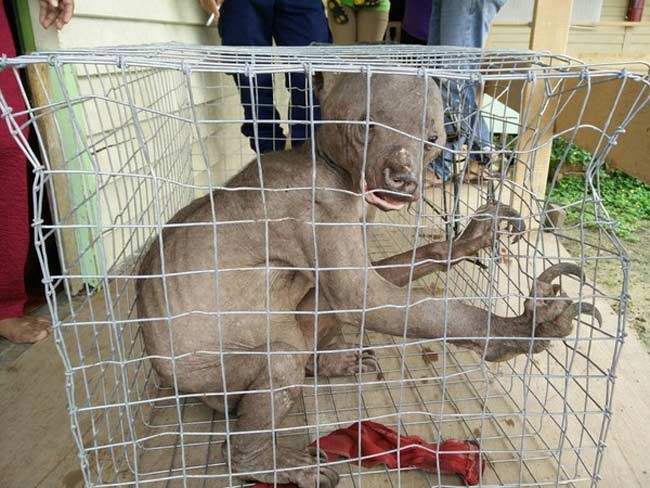 Con gấu chó này đang được nuôi nhốt tại trung tâm bảo vệ động vật hoang dã ở Malaysia để điều trị bệnh.