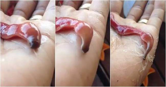 Một trong những quái vật mới được phát hiện là sâu biển Nemertea.