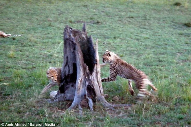 Các con báo trong Khu bảo tồn Maasai Mara thường trèo lên xe jeep của khách du lịch.