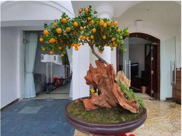 Tuấn Hưng chia sẻ rằng phải mua đủ loại cây để thỏa mong ước bấy lâu nay.