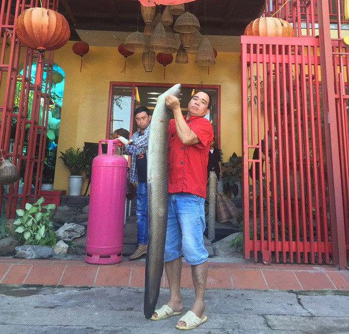 Tháng 9 vừa qua, một nhóm ngư dân ở Nghệ An đã thả lưới bắt được một con cá lệch nặng 22kg, dài hơn 2m. Ngay sau đó, con cá được bán lại cho một nhà hàng ở Hà Nội phục vụ thực khách.