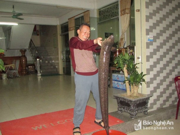 Sáng ngày 6/4, trong lúc đang đánh bắt cá trên sông Lam, thuộc địa phận huyện Kỳ Sơn, một người dân tên Liên đã bất ngờ bắt được một con cá lệch dài 1,6 m, nặng hơn 14 kg.Anh Liên chia sẻ, bản thân đã làm nghề đánh bắt cá nhiều năm nhưng đây là lần đầu tiên bắt được một con cá lớn như vậy. Con cá sau đó đã được anh Liên đem bán cho một nhà hàng tại thị trấn Con Cuông, với giá hơn 10 triệu đồng.