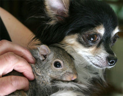 Norma (con chó Chihuahua) đang ôm ấp 1 trong số 3 con sóc mồ côi mà nó nhận làm con. Quả là một "cặp đôi" động vật mà bạn sẽ không ngờ tới.
