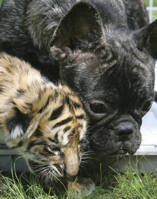 Chú chó bulldog Pháp đang chơi với một con hổ Bengal 2 tuần tuổi bị mẹ bỏ rơi ở vườn thú Shirotori, tây nam Nhật Bản hồi năm ngoái. Con chó đã chăm sóc con hổ con như bà mẹ của nó.