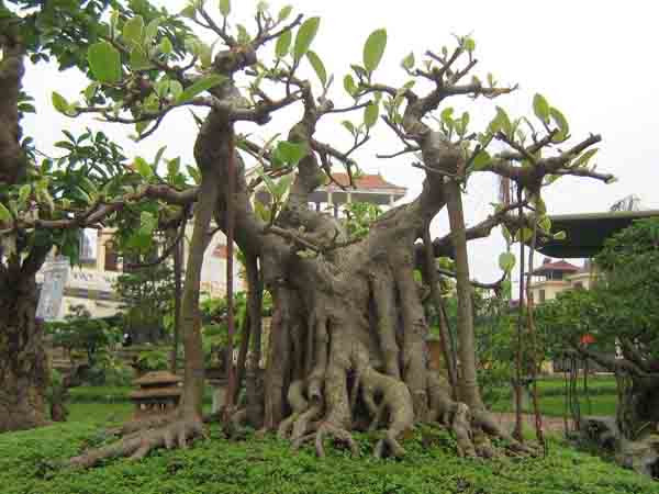 Cây đa bonsai: Cây đa bonsai thường là cây có rễ rất to, thô và điều này trong phong thủy bị coi là gây mất cân bằng cho ngôi nhà của bạn ảnh hưởng tới sức khỏe và phong thủy trong ngôi nhà của bạn làm cho công việc làm ăn của gia chủ bị cản trở. (Bài viết chỉ mang tính tham khảo).