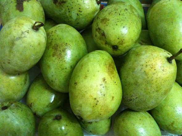 Xoài trứng Yên Châu. Xoài gì mà vừa bé vừa xấu. Ấy thế mà ai đã ăn một lần là sẽ nhớ vị thơm ngọt của nó. Xoài Yên Châu tỏa mùi thơm hấp dẫn đến mức rửa tay rồi, hương thơm của xoài vẫn vấn vít, thoang thoảng. Cái ngọt của xoài Yên Châu cũng hơi khác, ngọt đậm nhưng lại thanh mát cho nên không có cảm giác khé cổ. Xoài Yên Châu có trọng lượng từ 200 – 250g, nhựa quả trắng, trong, nhựa cây dạng sữa đục ngà, vỏ quả xanh nhạt, có các đốm lấm tấm, hạt dẹt nhiều xơ.