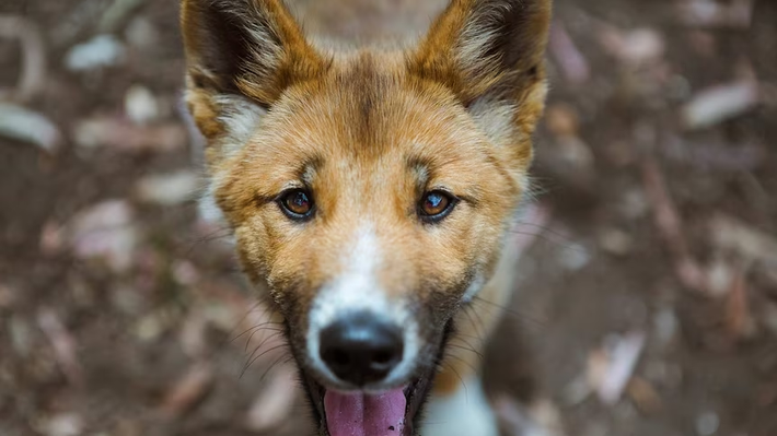 Nhiều nỗ lực đã được thực hiện để bảo vệ Alpine Dingo, bao gồm việc đánh giá và theo dõi chúng trong tự nhiên, bảo vệ và tạo ra các khu bảo tồn, cũng như nghiên cứu di truyền để hiểu rõ hơn về loài động vật này.