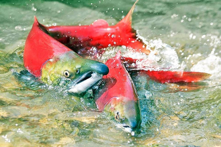 Tuy nhiên, những mẫu tổ cá hồi tạo ra để đẻ trứng lại có thể làm cho trái đất rung chuyển, khiến cho một số người không hiểu vấn đề này có thể cho rằng đó là do tác động từ bên ngoài, chẳng hạn như các trận động đất.