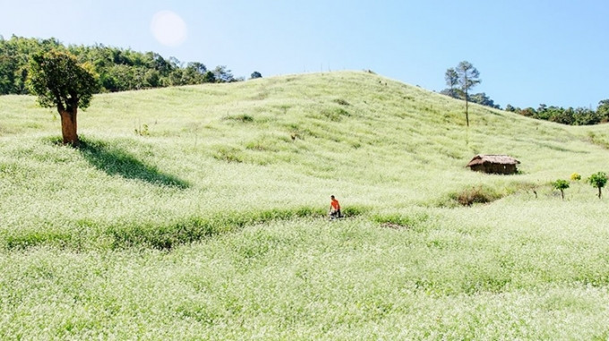Bản Lùn là nơi sinh sống và cư trú của người Thái ở nơi này, dù là bản làng nghèo khó nhưng thời gian gần đây khách du lịch Mộc Châu ghé thăm khá nhiều bởi đồng hoa cải mọc lên đẹp như tranh.