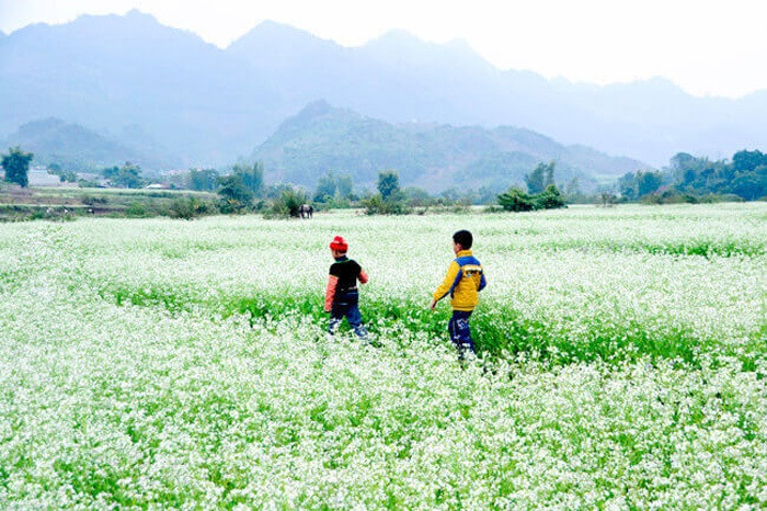 Đến với nơi đây, bạn không những được tận mắt chiêm ngưỡng những vườn cải trắng muốt nở rộ, mà còn có cơ hội ở homestay, trải nghiệm và khám phá cuộc sống, văn hóa của người dân.