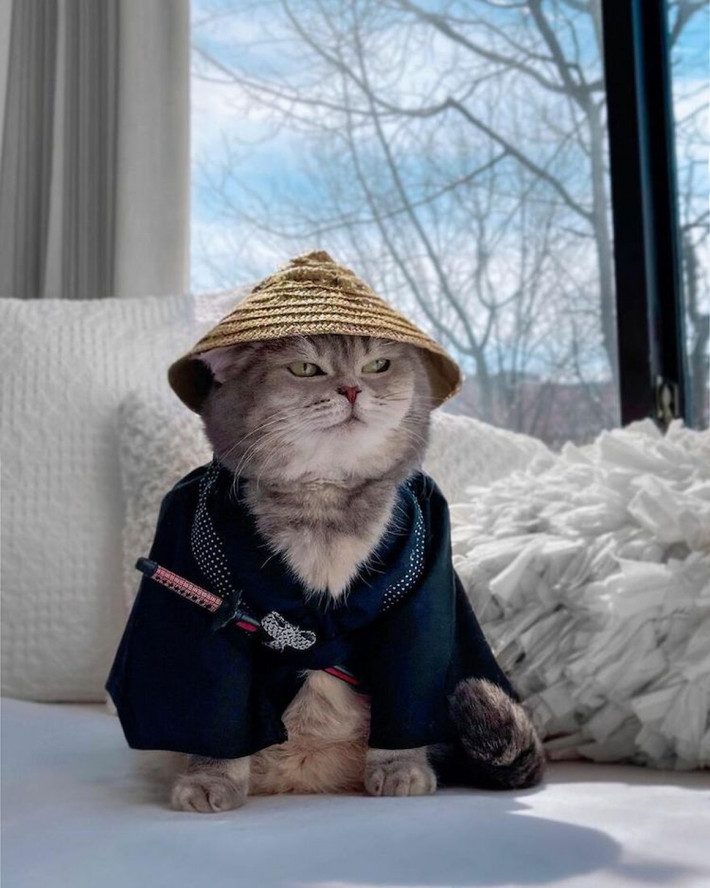 Mỗi bức ảnh của chú mèo nổi tiếng Benson đăng tải đều có một lượng lớn người yêu thích.