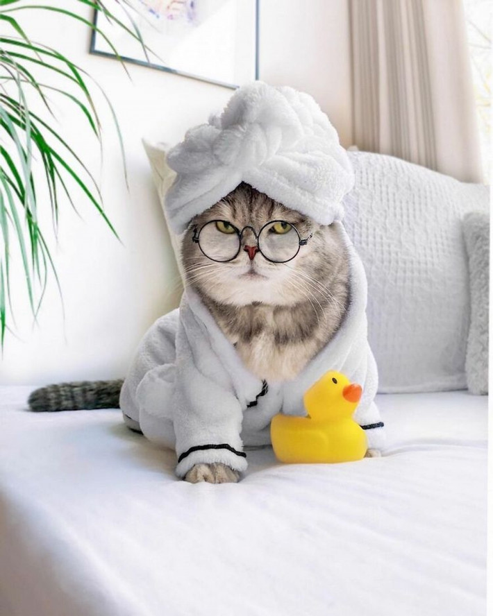 Benson là chú mèo được biết đến với vẻ ngoài dễ thương cùng phong cách thời trang sành điệu.