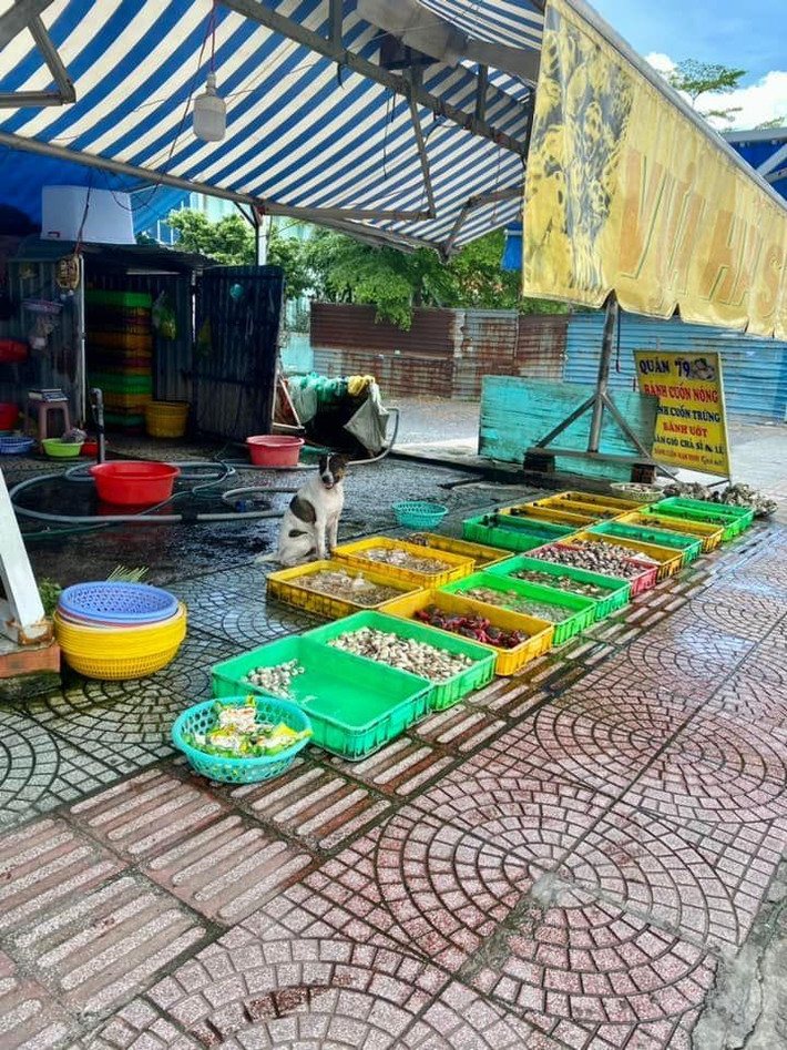 Không chỉ là những "người bạn bốn chân", chó mèo còn được chủ nhân giao phó nhiệm vụ bán hàng với đủ "thủ đoạn" dụ dỗ khách.