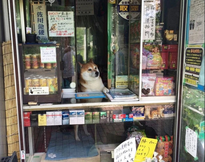 Chú chó cực kỳ đáng yêu làm nhân viên bán hàng tạp hóa tên tên Suzuki ở Tokyo (Nhật Bản).