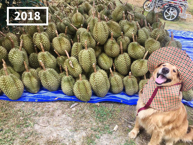 Hình ảnh vui vẻ, hoạt bát cùng những lần đội mũ như những người nông dân khiến chó chú tên Jubjib càng trở nên đáng yêu và được nhiều người yêu thích.
