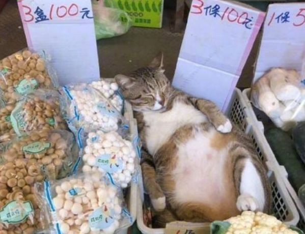 Chú mèo tên Bối Bối đến từ Trung Quốc từng gây sốt MXH khi ngủ say sưa trong lúc bán hàng.
