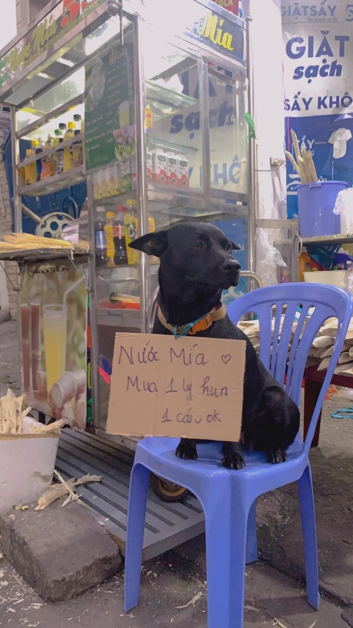 Một chú chó sẵn sàng dùng "nhan sắc" để giúp chủ mua may bán đắt được cư dân mạng hết lời khen ngợi.