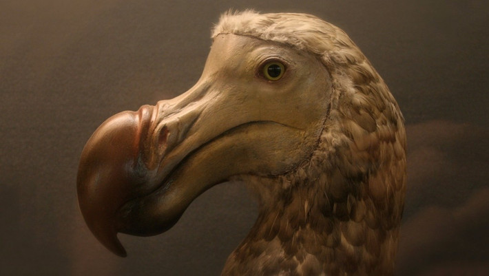 Chim Dodo hay còn gọi là chim cưu (thuộc bộ bồ câu, nay đã tuyệt chủng) có một cái mỏ quá khổ và biểu hiện trên khuôn mặt của nó luôn luôn có vẻ như sợ hãi.