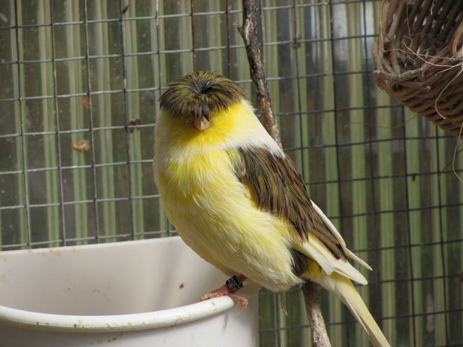 Những chú chim hoàng yến Gloster Canary có tuổi thọ ước tính từ 7-12 năm. Giống chim này khá khỏe mạnh, nhưng chúng cũng có thể gặp phải những vấn đề bất thường về lông mọc ngược và sinh sản.