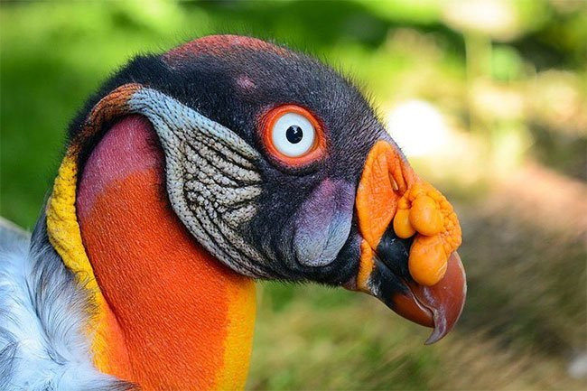 Kền kền vua (Sarcoramphus papa) thuộc họ kền kền sinh sống chủ yếu tại các vùng nhiệt đới từ miền nam Mexico đến Argentina sở hữu ngoại hình khá kỳ lạ. Kền kền vua là hình ảnh phổ biến trong các ghi chép tôn giáo và văn hóa của người Maya.