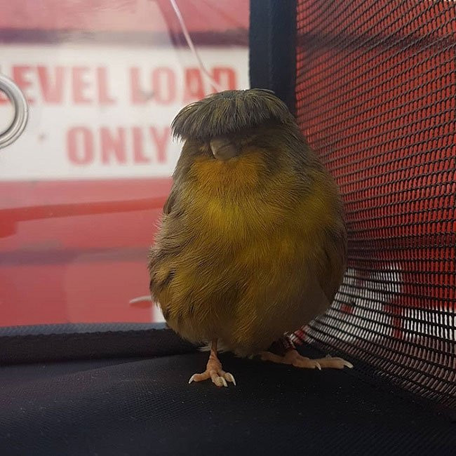 Những con chim Gloster Canary là kết quả của sự lại tạo và chọn lọc của con người qua nhiều thập kỷ giữa chim hoàng yến Border, chim hoàng yến Roller và chim hoàng yến Lesser.