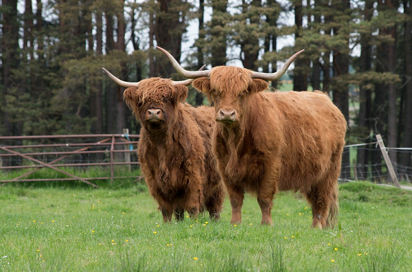 Bò cao nguyên Scotland gây ấn tượng bởi cặp sừng dài cùng bộ lông rậm rạp, đặc biệt là ở trên trán. "Tóc" của loài bò này được xem là dài nhất trong bất kỳ giống gia súc và giúp bảo vệ chúng trong mùa đông lạnh