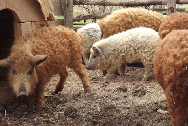 Lợn Mangalitsa sở hữu lớp lông dày, dài, xù xì bao phủ khắp cơ thể như lông cừu. Giống lợn Mangalitsa có nhiều màu lông khác nhau như vàng, vàng nhạt hay hung đỏ...