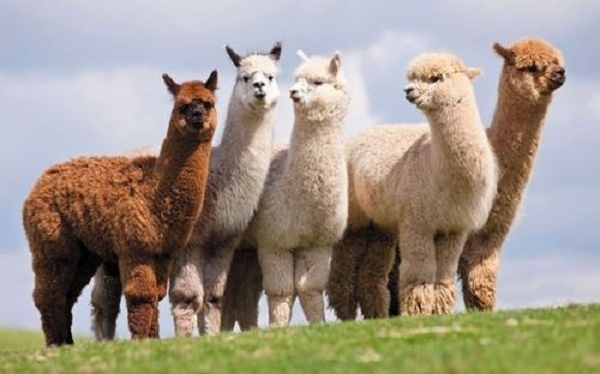 Alpaca là loài lạc đà không bướu sống chủ yếu ở dãy núi Andes, Nam Mỹ có đầu nhỏ, cổ dài, đuôi ngắn và phần lông trên đầu cực kỳ ấn tượng. Bộ lông rất dày giúp chúng thích nghi với điều kiện khí hậu lạnh.