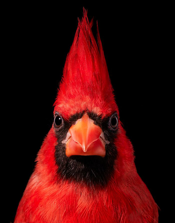 Một con Northern Red Cardinal có bộ lông đỏ rực nổi bật.