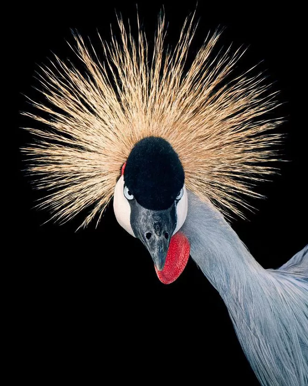 Sếu vương miện xám là một loài chim sếu thuộc họ Gruidae. Sếu vương miện xám sinh sống trên thảo nguyên khô cằn phía nam hoang mạc Sahara, châu Phi.