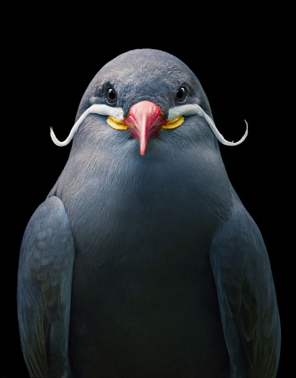 Inca Tern - Mòng biển Inca là một loài chim trong họ Laridae có lông màu xám, chân và mỏ màu vàng cam, đặc biệt có hai hàng ria trắng nối dài từ phần mỏ.