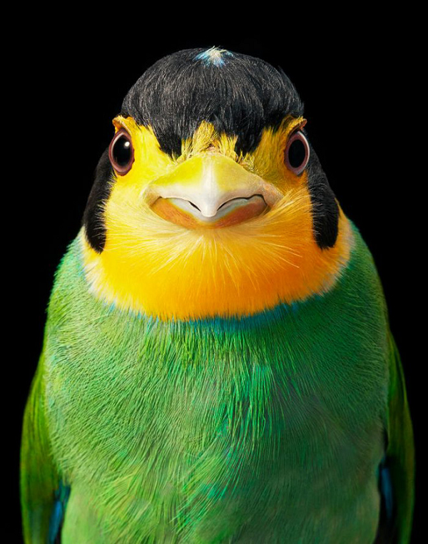Longtail Broadbill là loài chim trong họ Eurylaimidae có bộ lông có màu xanh lục thẫm, đầu và gáy có màu đen, hai bên gáy có hai vệt vàng nhạt. Mặt, họng, vòng cổ vàng nghệ. Lông cánh sơ cấp và thứ cấp màu đen, xanh lục và lúc bay nhìn thấy có vệt trắng. Lông đuôi dài và hẹp, có màu xanh thẫm ở trên và đen ở dưới.