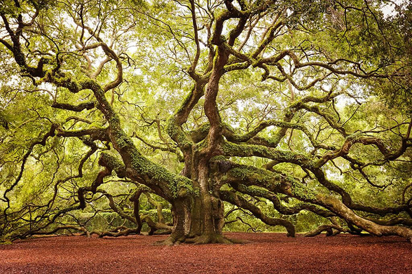 Cây sồi 1.500 tuổi ở Charleston, Nam Carolina, Mỹ được biết đến như một câu chuyện cổ tích và là tài sản quý giá của nơi đây. Cây sồi Thiên thần này có chiều cao 20m, đường kính 8,5m và độ che phủ lên tới 1.600m2, nhánh cây dài nhất của nó có chiều dài 56m. hố Bonn, Đức
