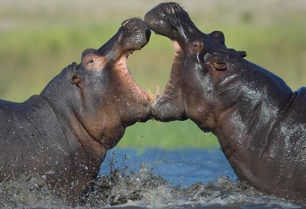 Con hà mã mẹ tỏ ra rất hung hăng và nó nghi một thành viên trong đàn đã gây ra cái chết của con nó