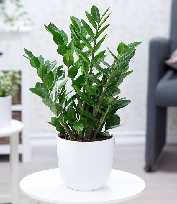 Trong thân và lá cây Kim Tiền có chứa canxi oxalat, gây nóng rát, bỏng lưỡi, cổ họng nếu ăn phải. Nặng hơn sẽ gây sưng viêm, ngạt thở và xuất huyết dạ dày. Nhựa cây dính lên mắt cũng ảnh hưởng xấu đến thị lực.