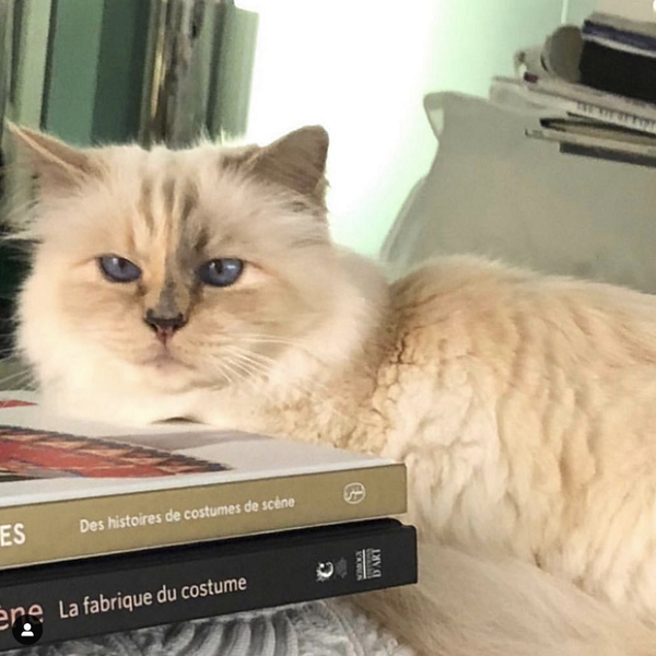 Choupette khiến cộng đồng mạng chỉ biết thốt lên đúng là nàng mèo "sinh ra ở vạch đích".