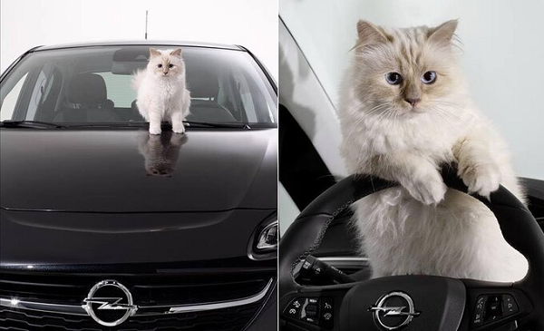 Karl Lagerfeld cho biết, tình yêu của ông dành cho Choupette không đơn thuần như của chủ đối với vật nuôi, mà nó còn mang ý nghĩa như tình cảm của con người đối với con người.