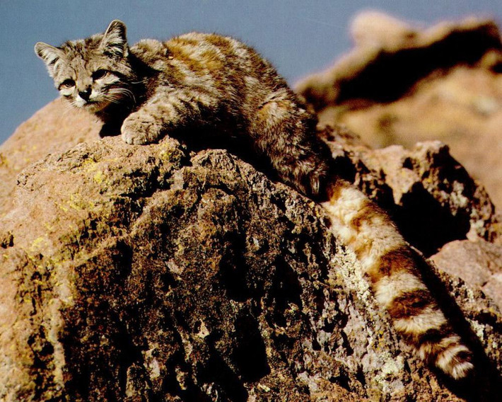 2. Mèo núi Andes với cái tên khoa học “Leopardus jacobita“, là một loài mèo hoang đang trong tình trạng bị đe dọa có nguồn gốc từ vùng núi Andes hiểm trở.