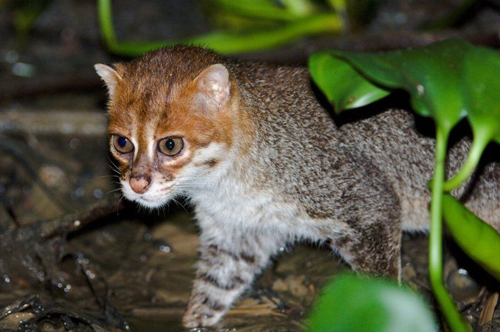 1. Mèo đầu phẳng được tìm thấy trên bán đảo Mã Lai ở Borneo và Sumatra, mèo đầu phẳng là một trong những loài mèo hoang hiếm gặp nhất. Hiện tại, chúng đang đứng trước nguy cơ tuyệt chủng khá cao.