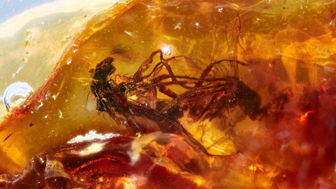 Hóa thạch hổ phách một cặp ruồi chân dài (Dolichopodidae) đang bám vào nhau khi đang giao phối.