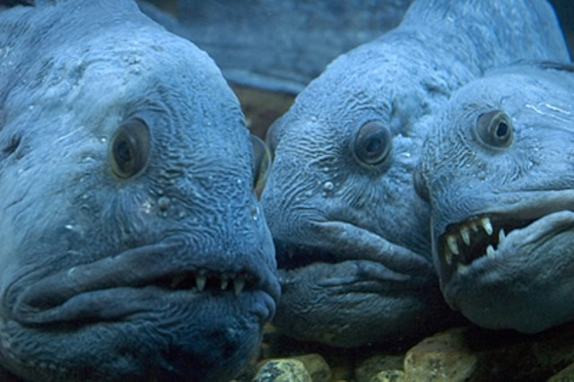 Cá Sói Biển là loài cá lớn nhất trong phân bộ blennies, có nguồn gốc từ một loài cá chình sống từ 50 triệu năm trước. Cá Sói Biển sống ở vùng biển bắc của cả hai bán cầu, dưới những tảng đá lớn. Chúng sở hữu những chiếc răng mạnh mẽ, có thể nghiền nát con mồi.