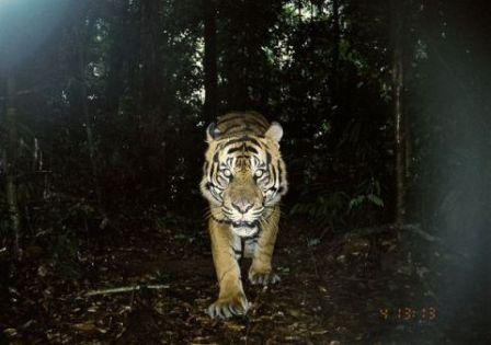 Loài hổ Sumatran tưởng như đã tuyệt chủng chỉ còn một số cá thể tại Công viên quốc gia Kerinci Sebat