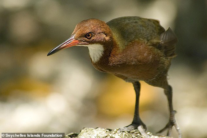 Vào tháng 5/2019, loài gà nước họng trắng Madagasca "sống dậy" sau 136.000 năm tuyệt chủng